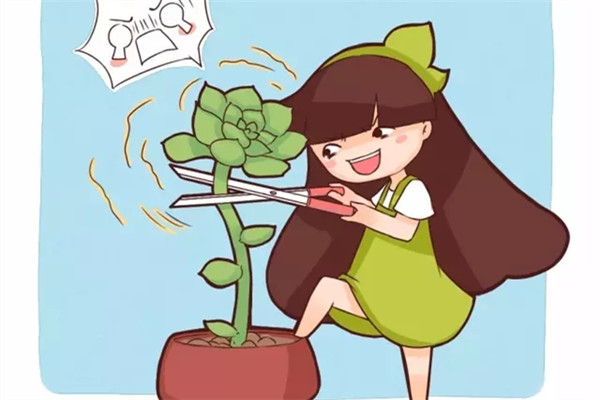 想建一個多肉花園，不花錢的方法，我都給你找齊了！