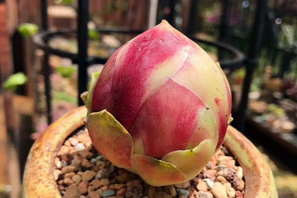 一百萬個(gè)多肉里，才出這么一個(gè)奇葩，開眼了