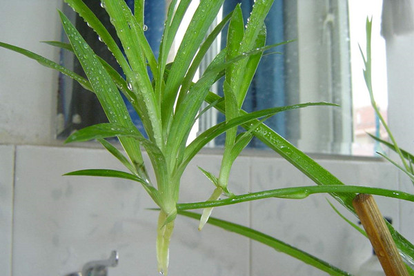 不用扦插播種，這6種花自己就那個(gè)擠爆盆