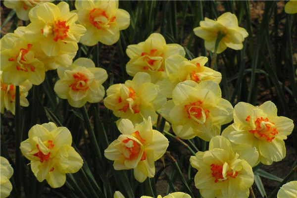 洋水仙的養(yǎng)殖方法和注意事項