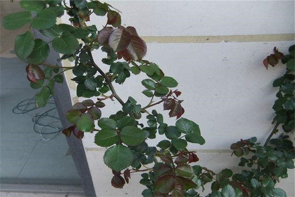 藍(lán)莓怎么扦插繁殖