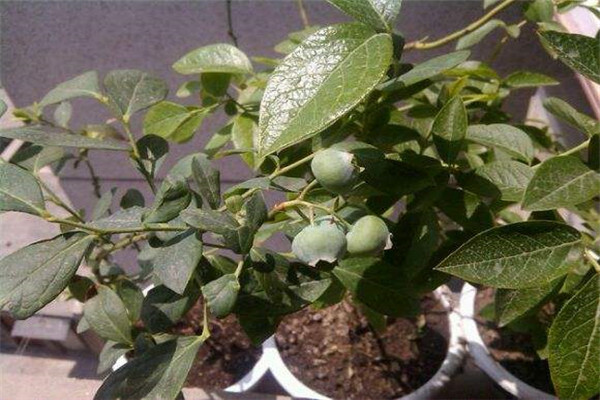 藍(lán)莓春季怎么養(yǎng)