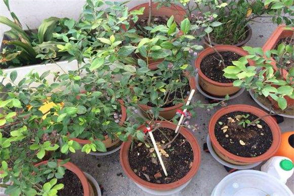 藍(lán)莓有哪些品種