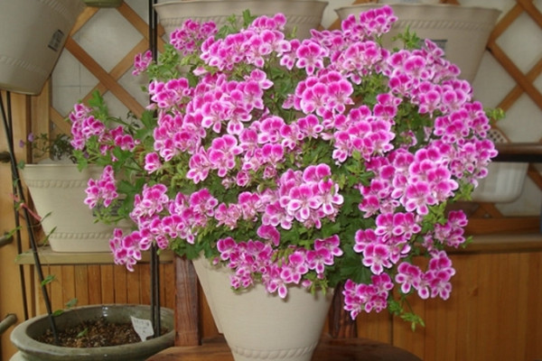 這4種花再便宜也不要買(mǎi)，撿幾片葉子，就能長(zhǎng)出一大盆