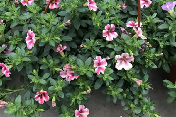 這幾種花神了，越忘記澆水，開花越旺！