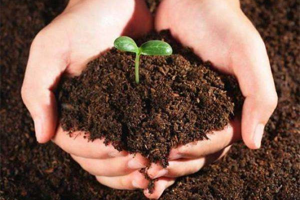 泥炭土是什么 泥炭土是什么