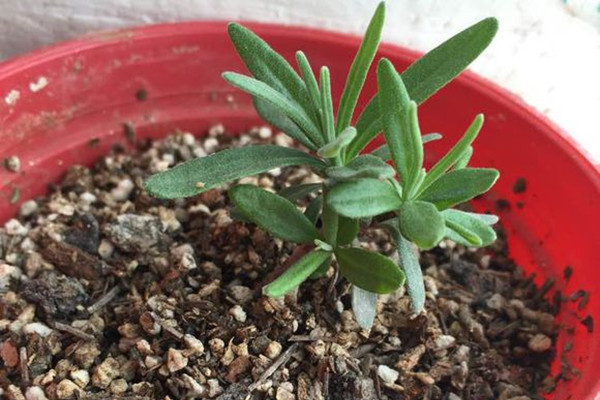 買回來薰衣草的種子要怎么播種