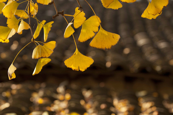 銀杏怎么扦插繁殖