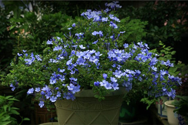 這10種花不怕曬，越曬長花開得越旺！