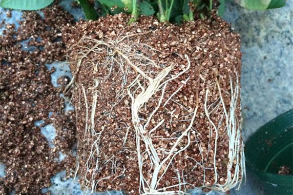 100%成活的懶漢扦插法，插啥活啥！