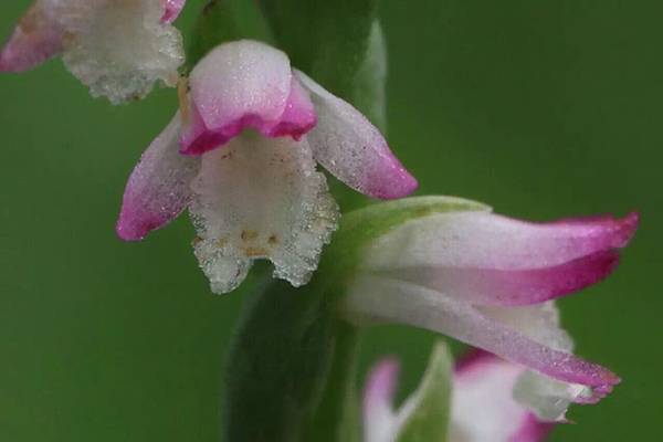 綬草的養(yǎng)護(hù)方法及注意