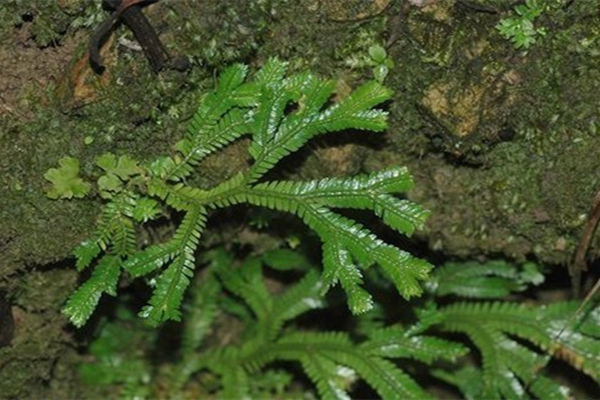 卷柏的繁殖方法及后期養(yǎng)護(hù)