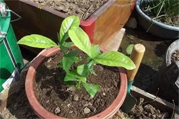 這些花實(shí)在是太好養(yǎng),