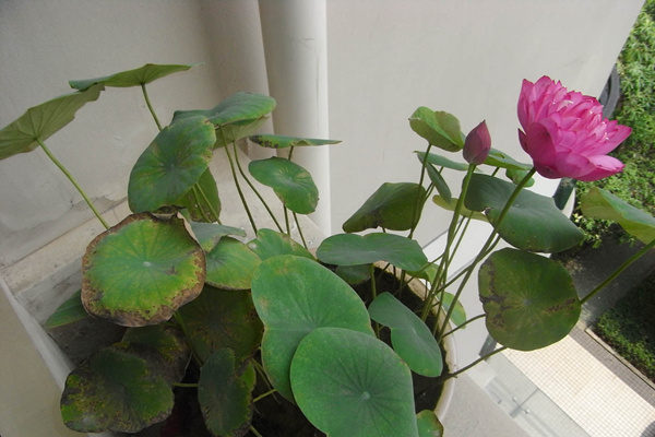 碗蓮小盆景種植方法