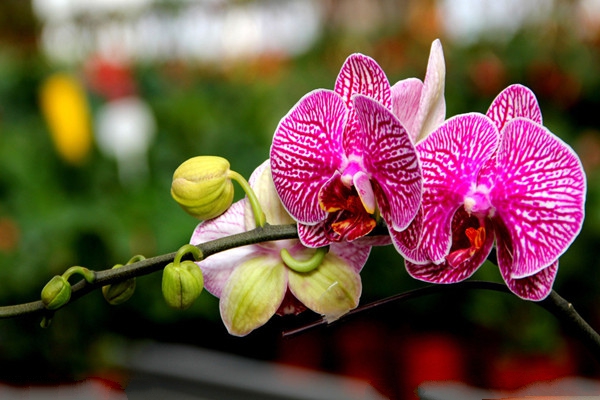 蝴蝶蘭的盆景制作