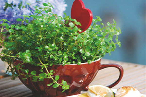 百里香微型盆景的制作和養(yǎng)護(hù)簡述