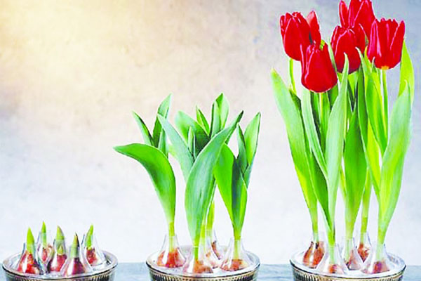 郁金香家庭水培方法