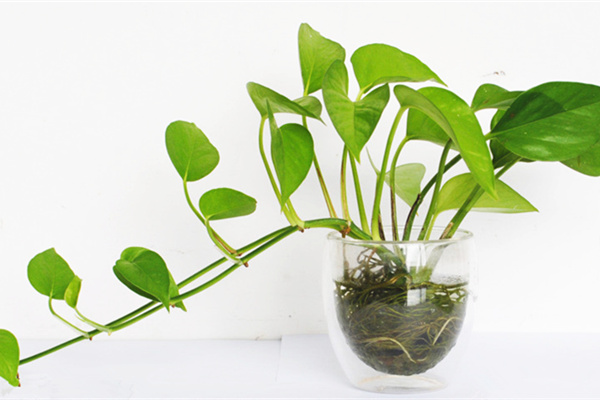 水培綠蘿怎么養(yǎng)？