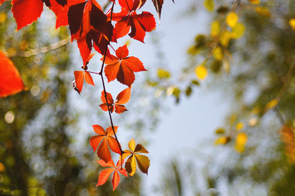 盆栽爬山虎怎樣種