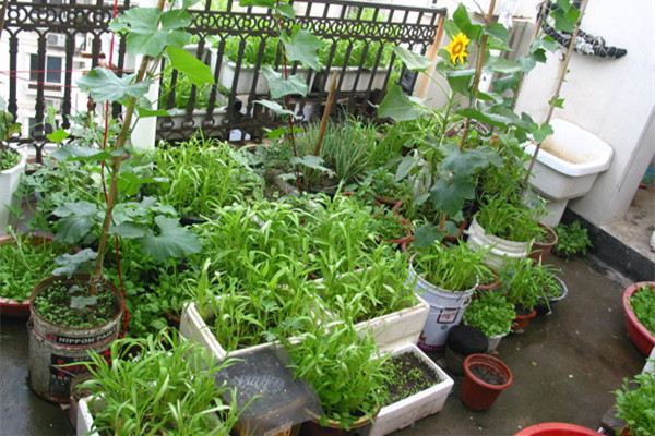 如何在陽臺上種菜？