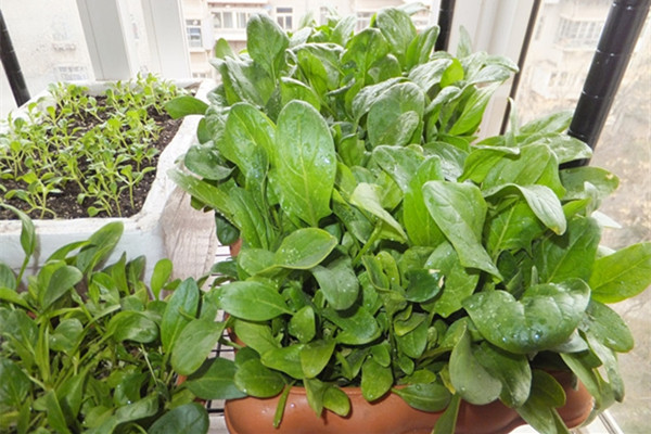 陽臺菠菜怎么種？
