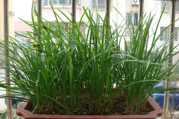 陽臺韭菜怎么種？