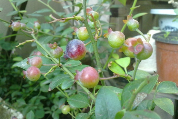 陽臺藍(lán)莓的種植方法