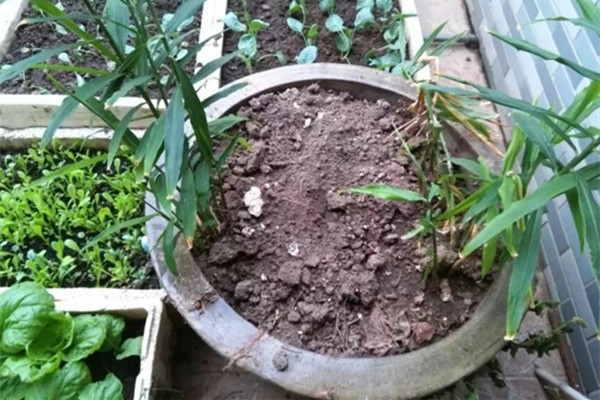 陽臺生姜怎么種？