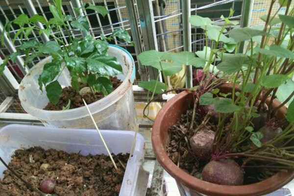 陽臺怎么栽紫薯