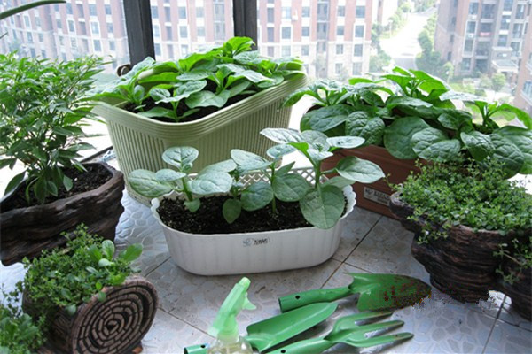 陽臺種菜如何施肥？