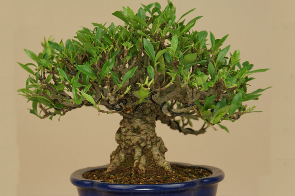 梔子花盆景制作方法