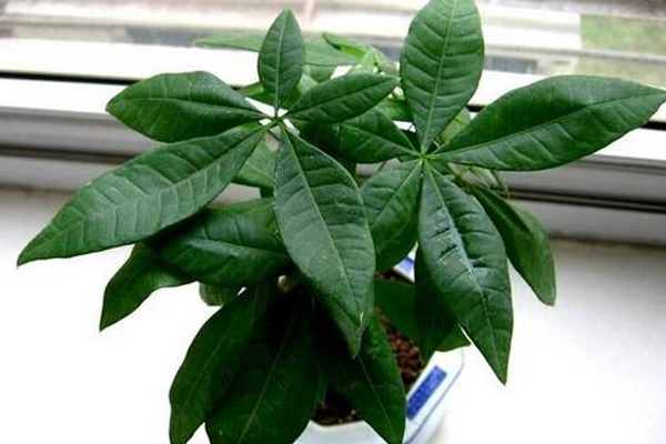 發(fā)財(cái)樹(shù)小盆景的制作（圖解）