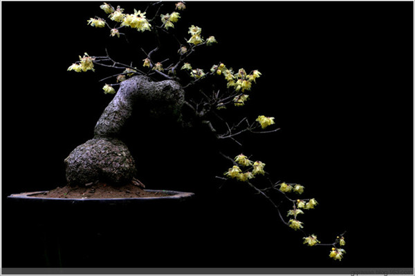 怎樣制作梅花盆景