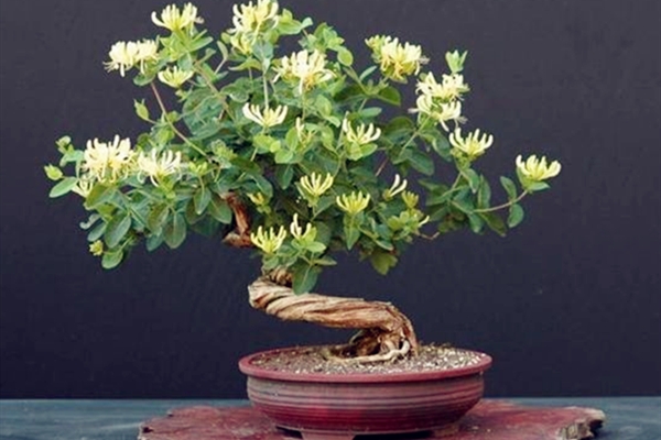 怎樣制作金銀花盆景