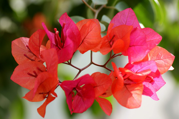 三角梅可以水培嗎？