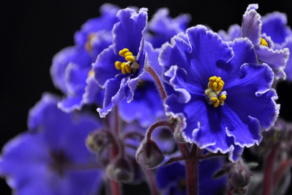 盆栽紫羅蘭怎么養(yǎng)