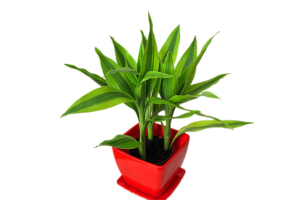 如何用富貴竹做盆景造型