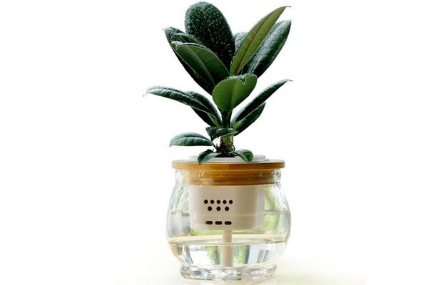 橡皮樹(shù)的水培方法