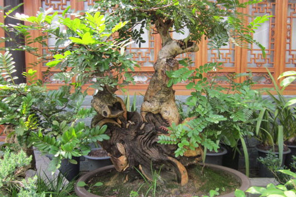 清香木盆景圖片欣賞