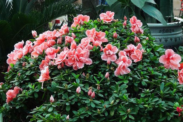 怎樣制作出漂亮的杜鵑花盆景