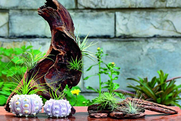 空氣鳳梨造景方法