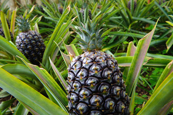 用最簡單的方法，自己動手種顆菠蘿