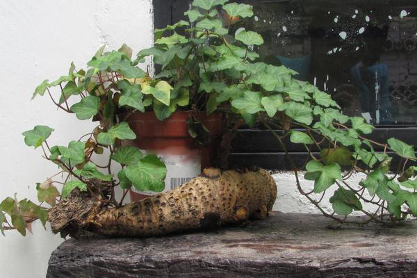 怎樣DIY常春藤盆景