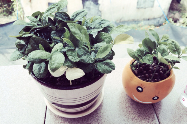 陽臺(tái)盆栽柚子樹的養(yǎng)殖方法