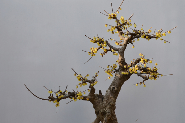 臘梅盆景的制作