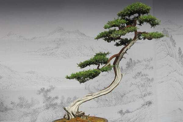 細(xì)數(shù)中國(guó)盆景藝術(shù)五大流派，牛！