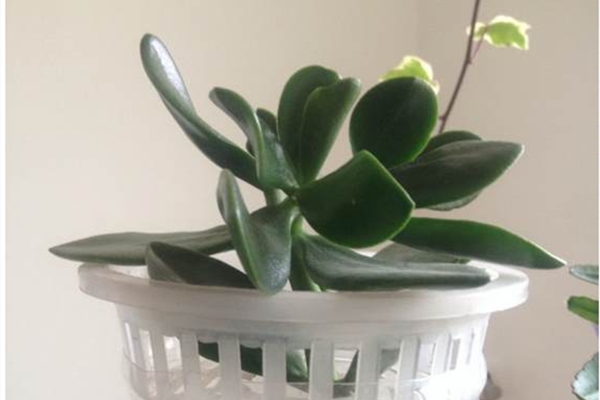 玉樹的水培方法