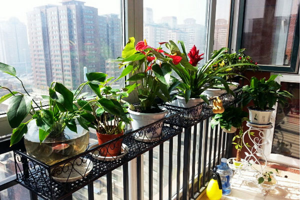 盆栽蔬菜，沒有院子也可以