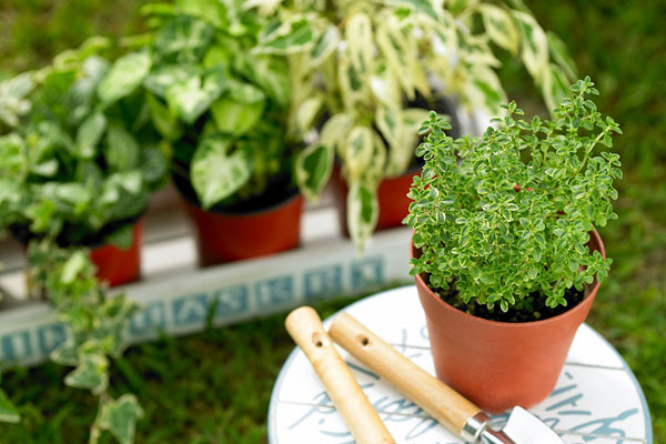 喜歡種菜，這些工具得在家里備一份