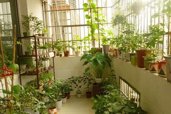 陽臺(tái)種菜怎么選到好種好苗